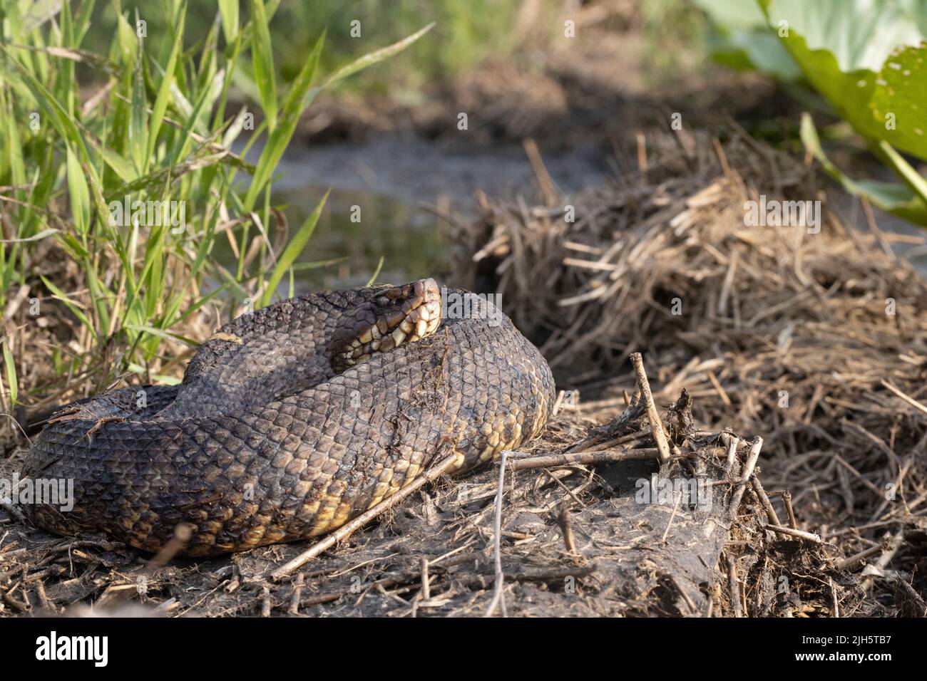 Eastern cottonmouth in coastal North Carolina Agkistrodon piscivorous Stock Photo Alamy