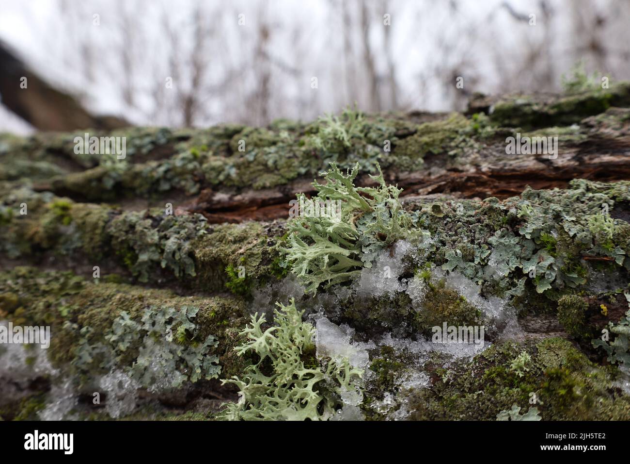 Evernia prunastri on the moss covered tree, lichen and moss Stock Photo