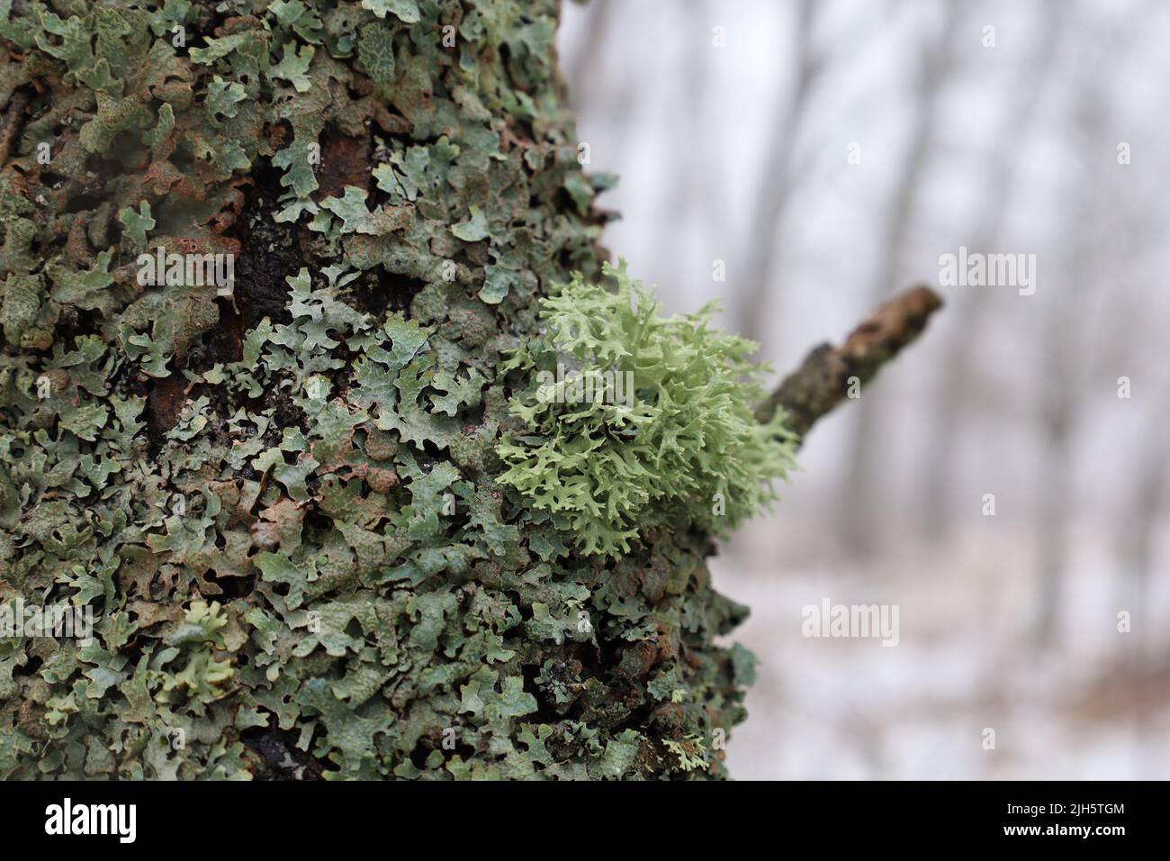 Evernia prunastri on the moss covered tree, lichen and moss Stock Photo