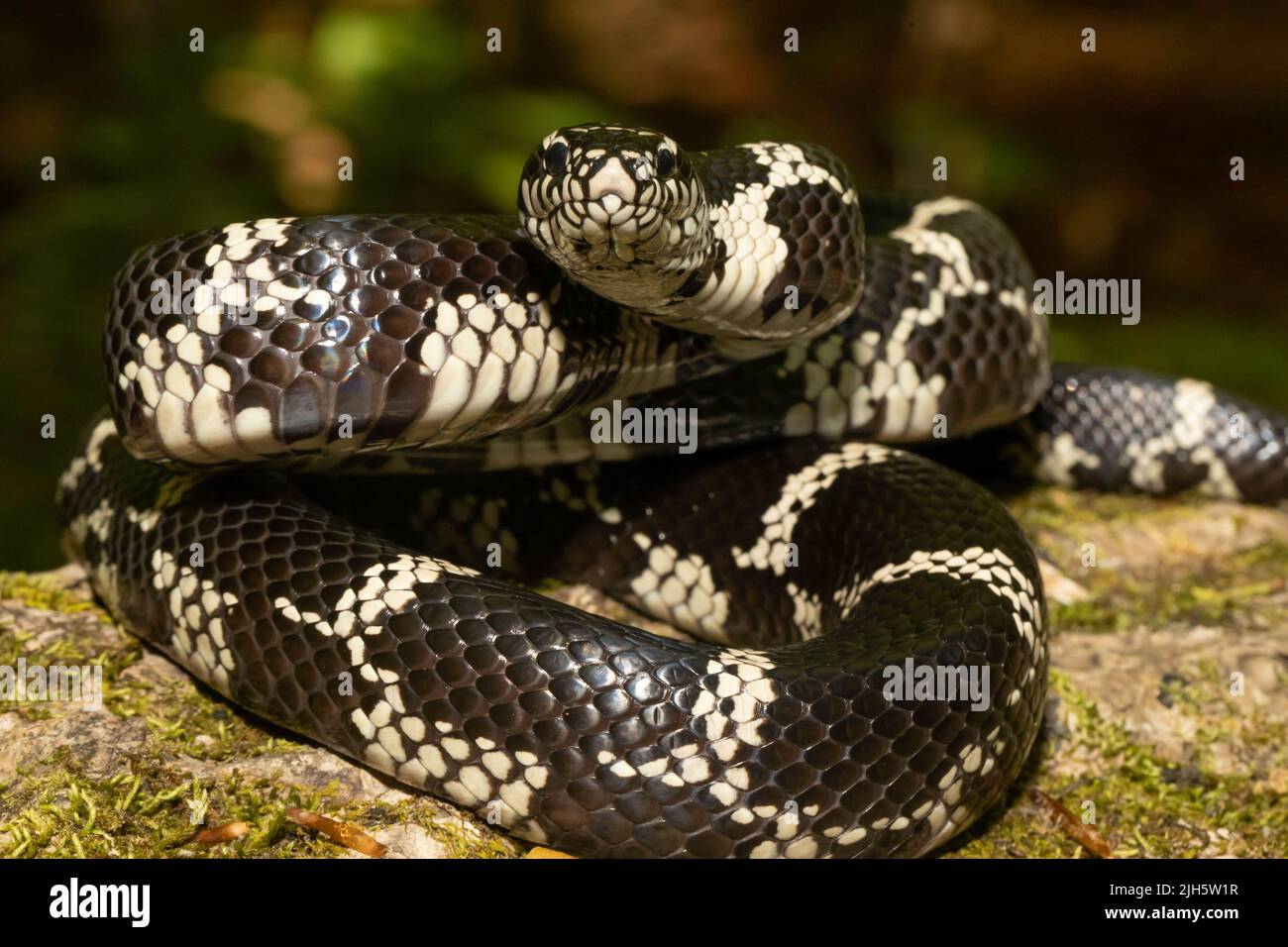 Eastern Kingsnake from NC - Lampropeltis getula Stock Photo - Alamy