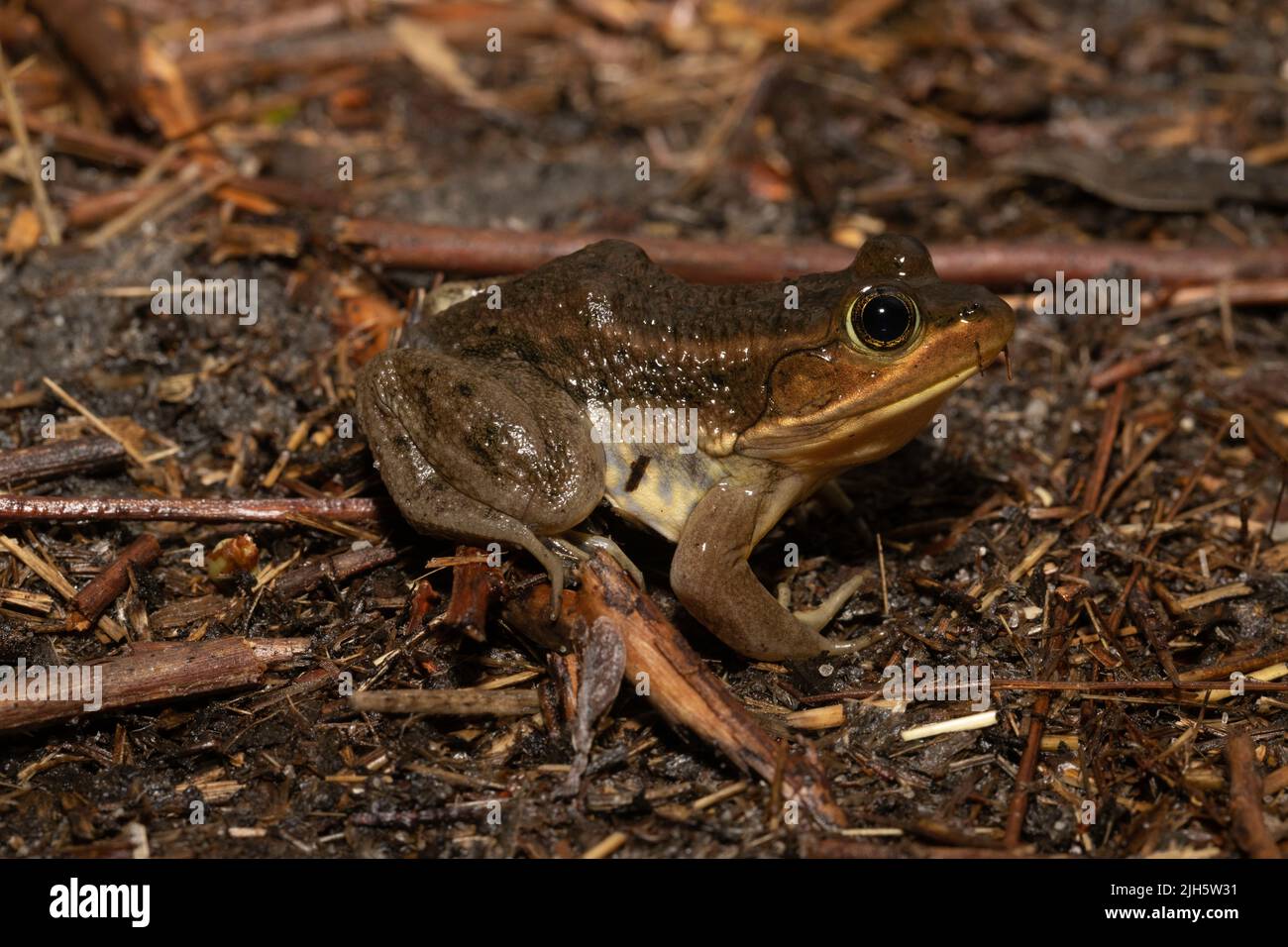 Diversity of amphibian biology hi-res stock photography and images - Alamy