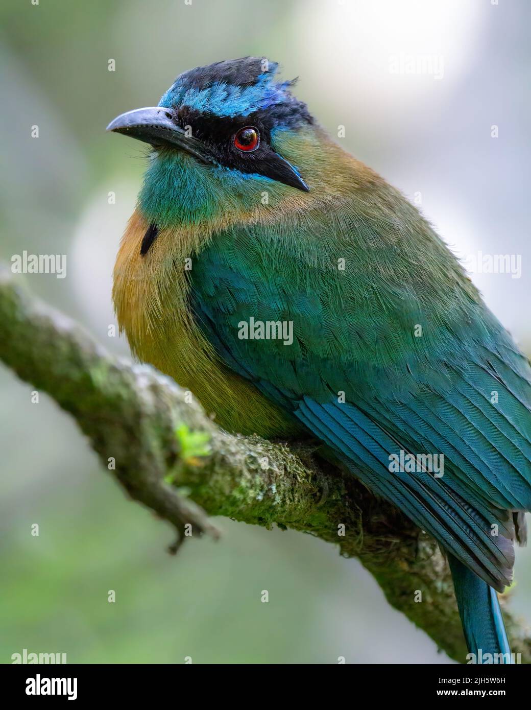 Lesson's Motmot perched on a branch in Monteverde, Costa Rica Stock Photo