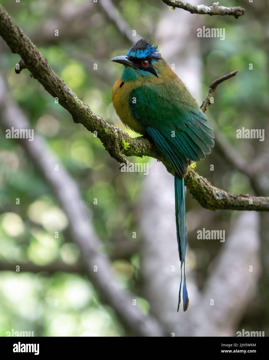 Lesson's Motmot perched on a branch in Monteverde, Costa Rica Stock Photo