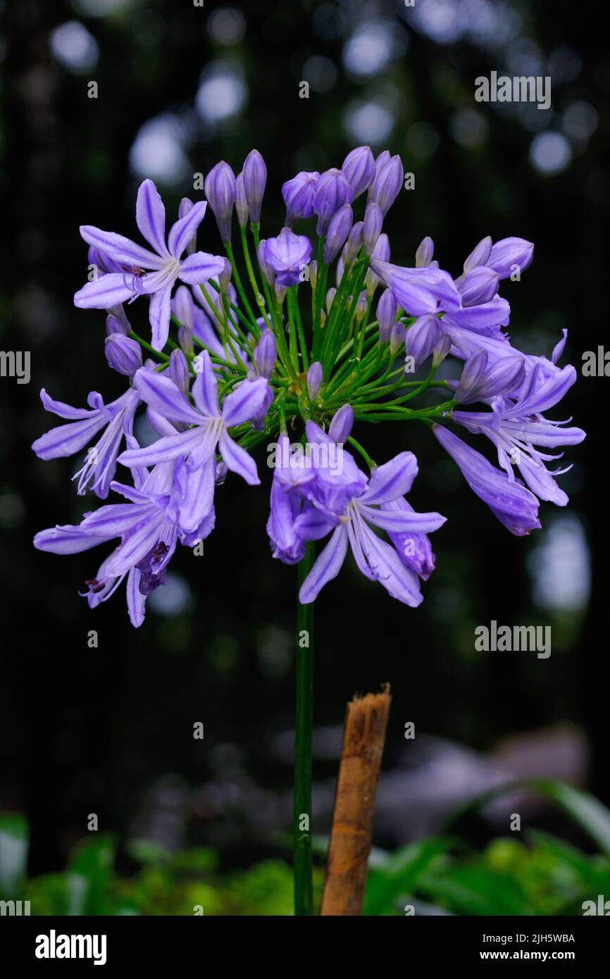 Beautifull flowers of sikkim, flowering plants in Sikkim, tourist attraction, india. Stock Photo