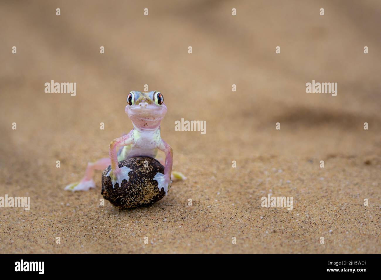 Namib Desert sand Palmato gecko Stock Photo