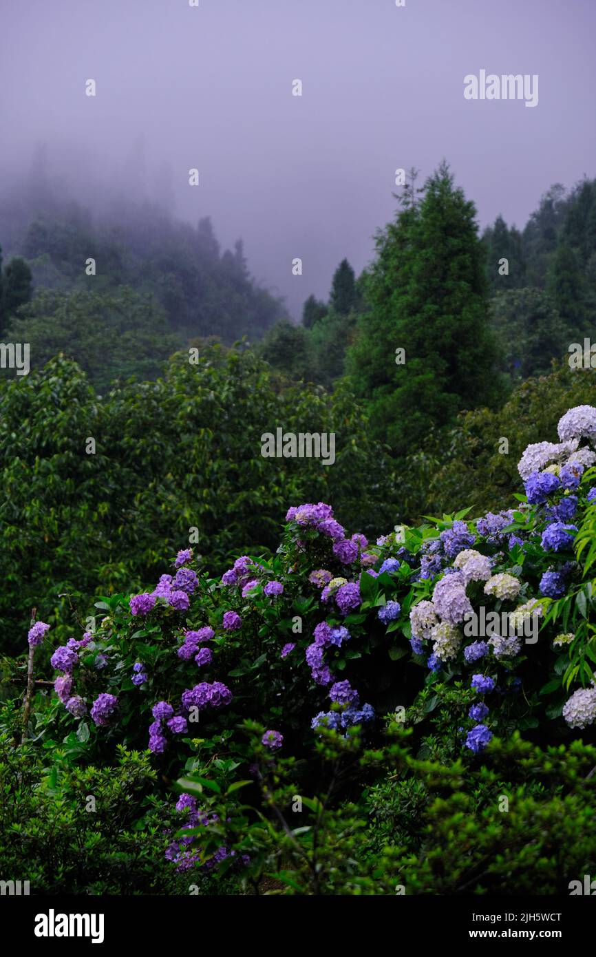 Beautifull flowers of sikkim, flowering plants in Sikkim, tourist attraction, india. Stock Photo