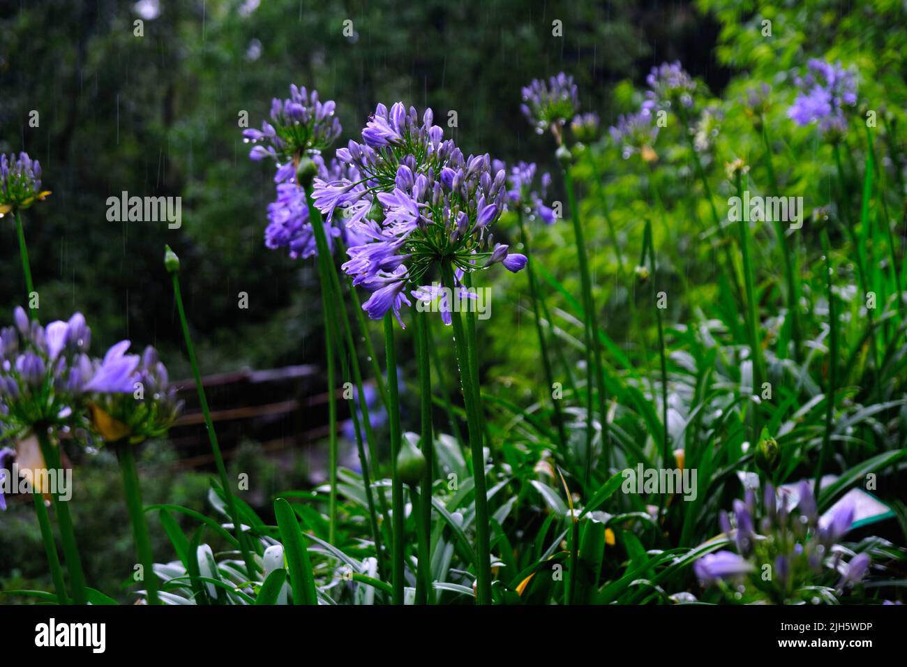 Beautifull flowers of sikkim, flowering plants in Sikkim, tourist attraction, india. Stock Photo