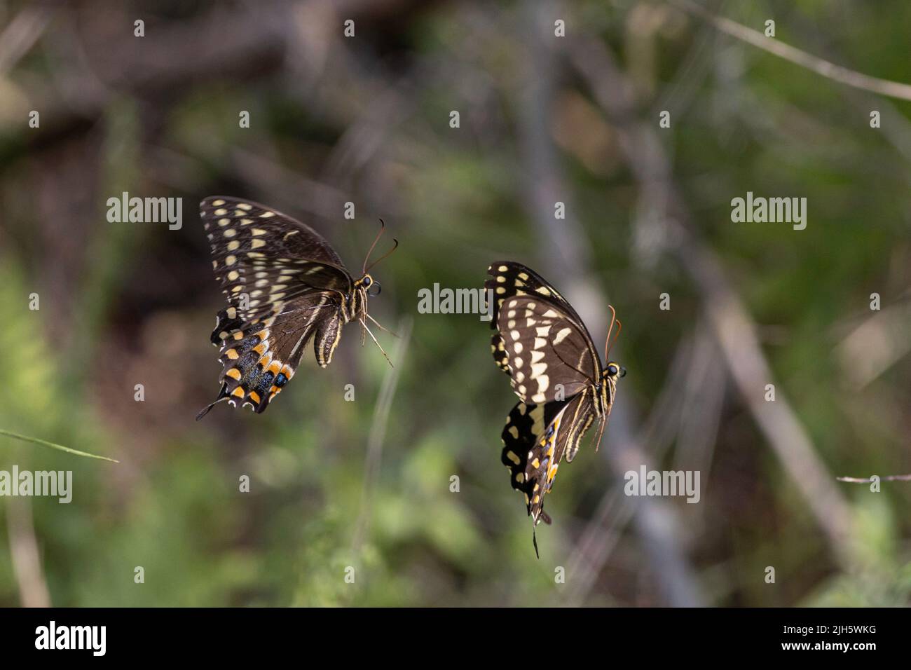 Two palamedes swallowtail butterflies chasing one each other - Papilio palamedes Stock Photo