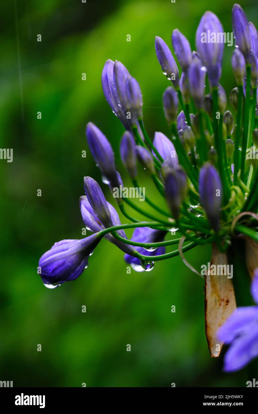 Beautifull flowers of sikkim, flowering plants in Sikkim, tourist attraction, india. Stock Photo