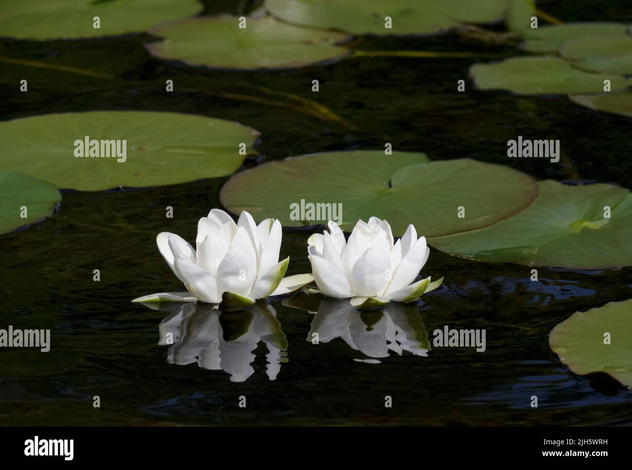 Water lilies blooming during summer on Loch Lomond Stock Photo