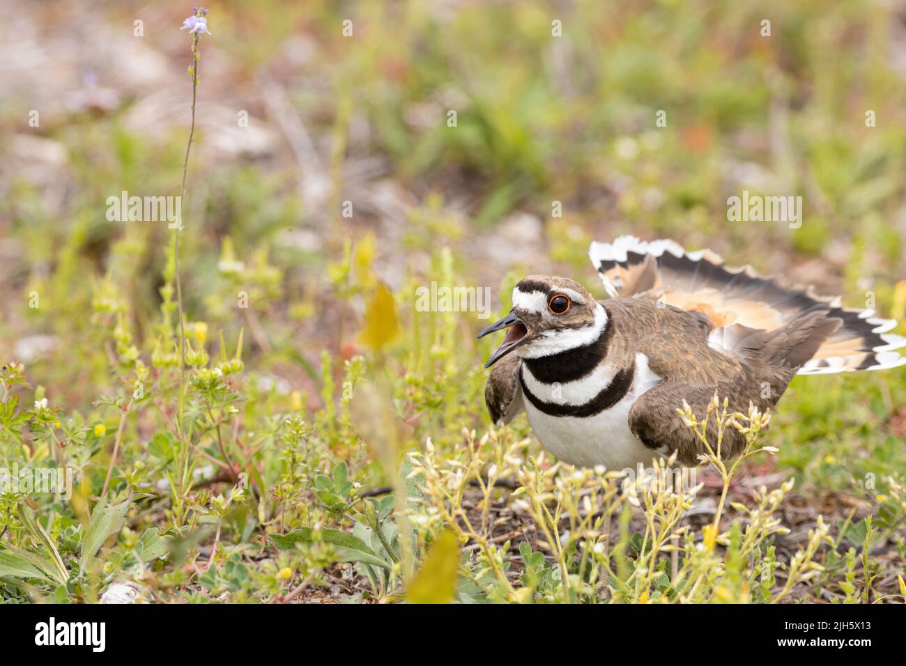 Female Killdeer showing defense display to protect her nest