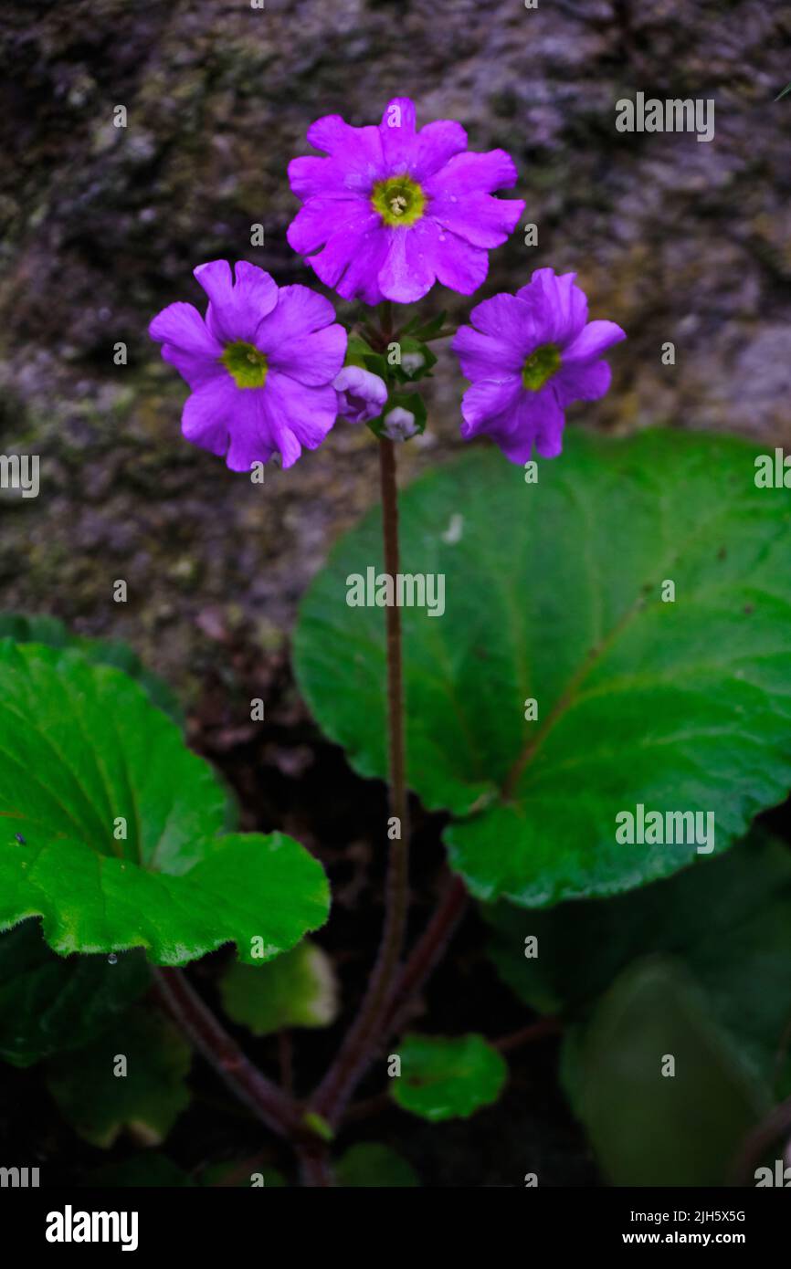 Beautifull flowers of sikkim, flowering plants in Sikkim, tourist attraction, india. Stock Photo