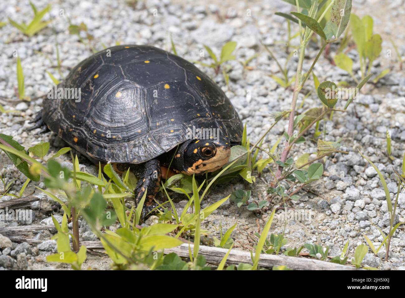 Nestsearching female spotted turtle Clemmys guttata Stock Photo Alamy