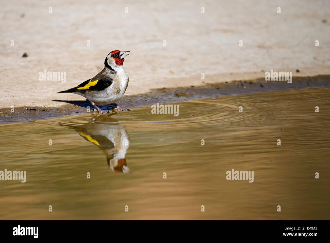 Carduelis carduelis - El jilguero europeo o cardelina es un ave paseriforme perteneciente a la familia de los pinzones Stock Photo