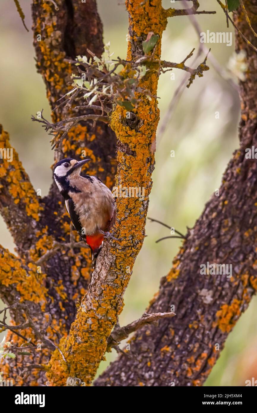 Dendrocopos major or great spotted woodpecker, is a piciform bird of the Picidae family Stock Photo
