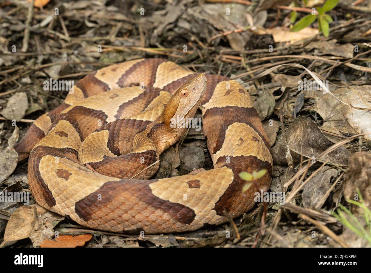 Eastern Copperhead snake from Coastal North Carolina Agkistrodon