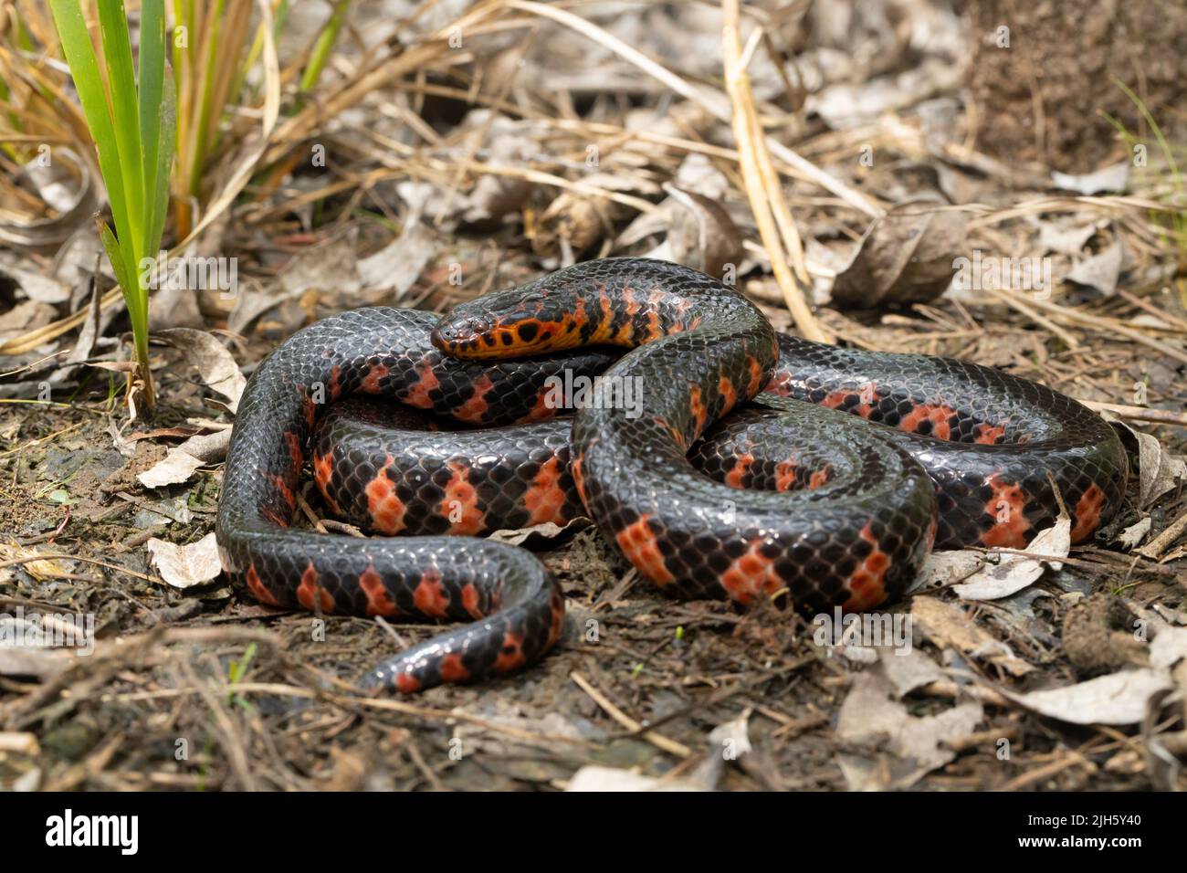 Eastern mud snake - Farancia abacura Stock Photo - Alamy