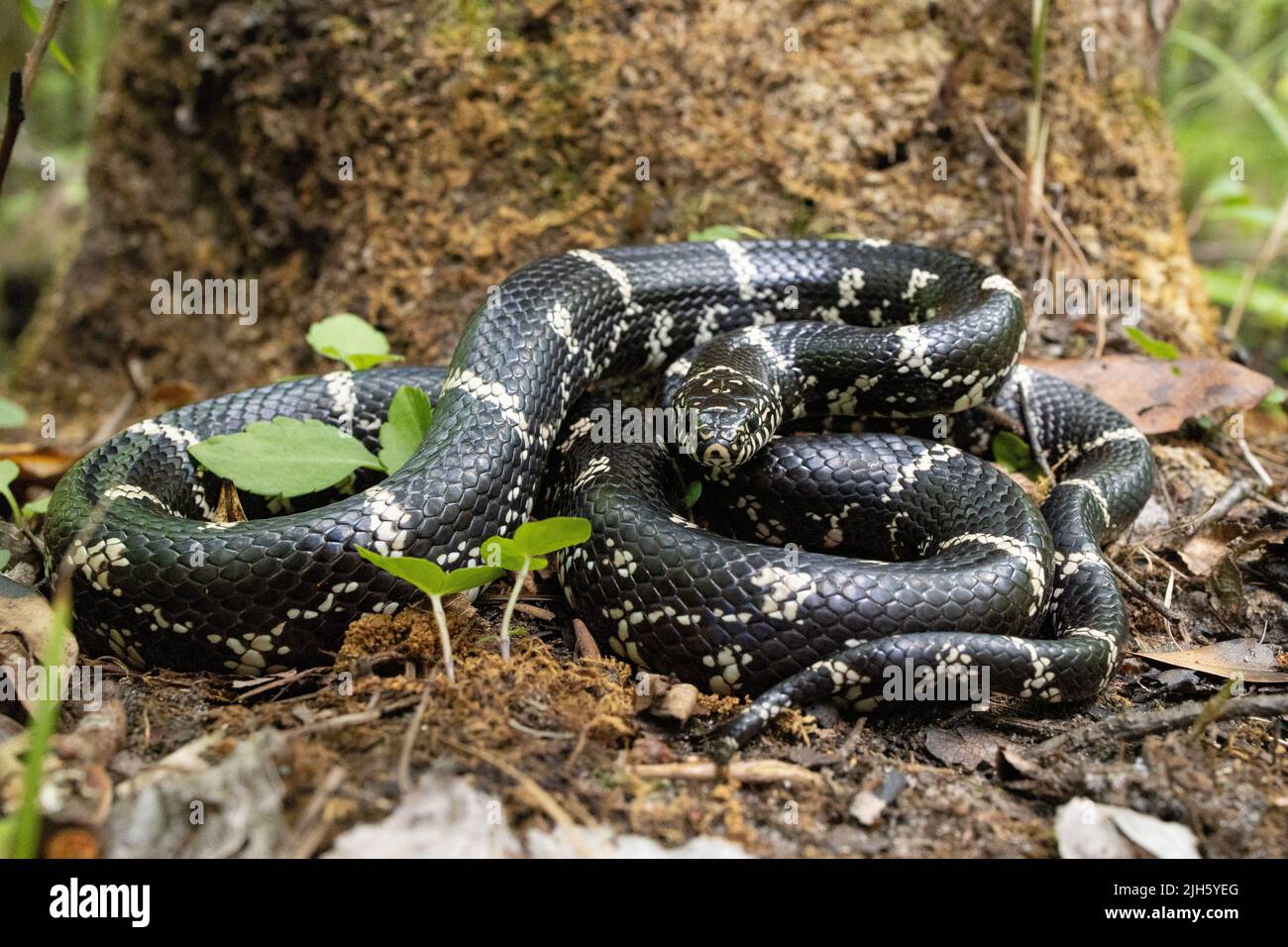 Are Black King Snakes Poisonous