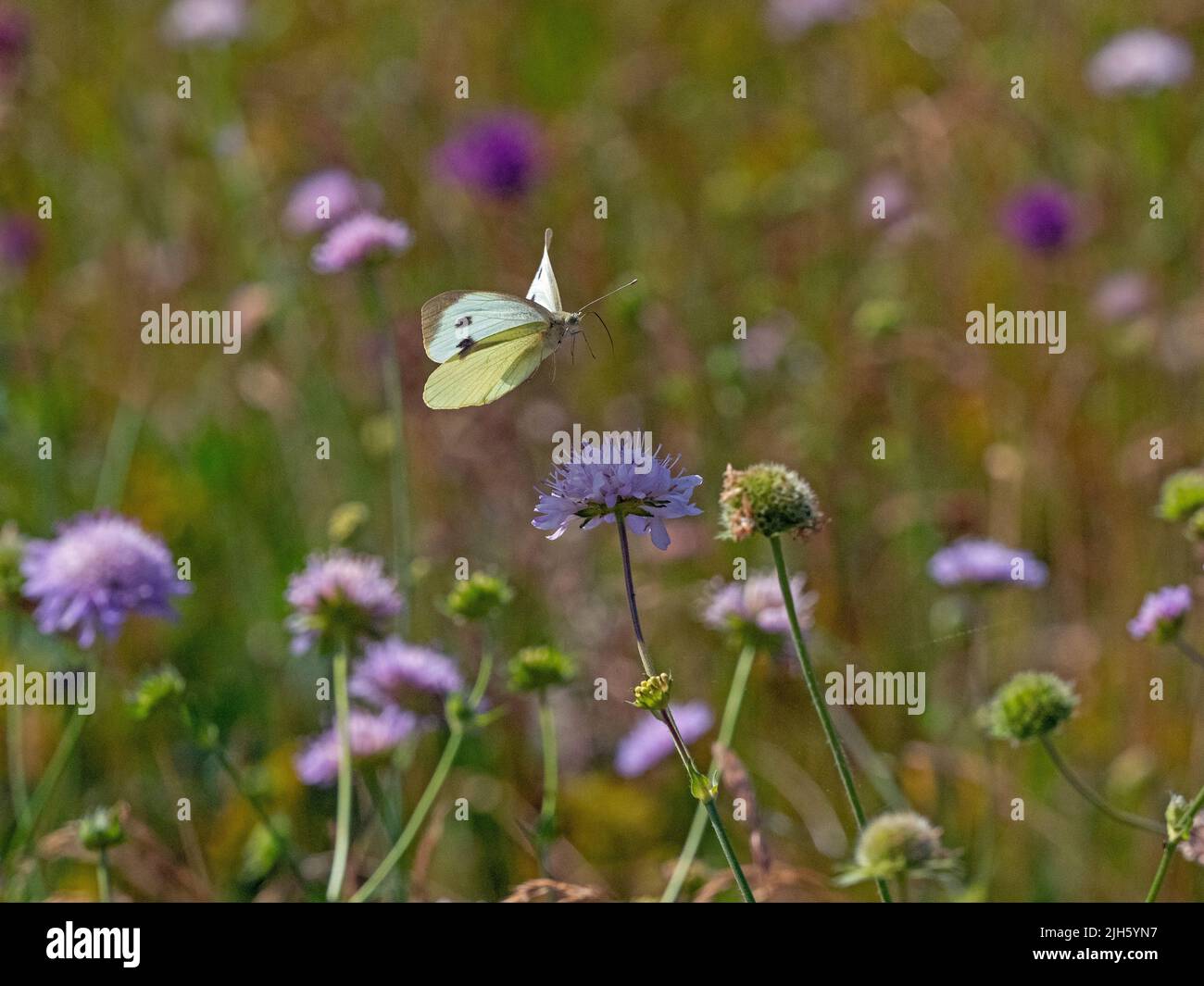 Large white Butterfly Pieris brassicae in flight feeding on scabious flowers in wild flower meadow Stock Photo