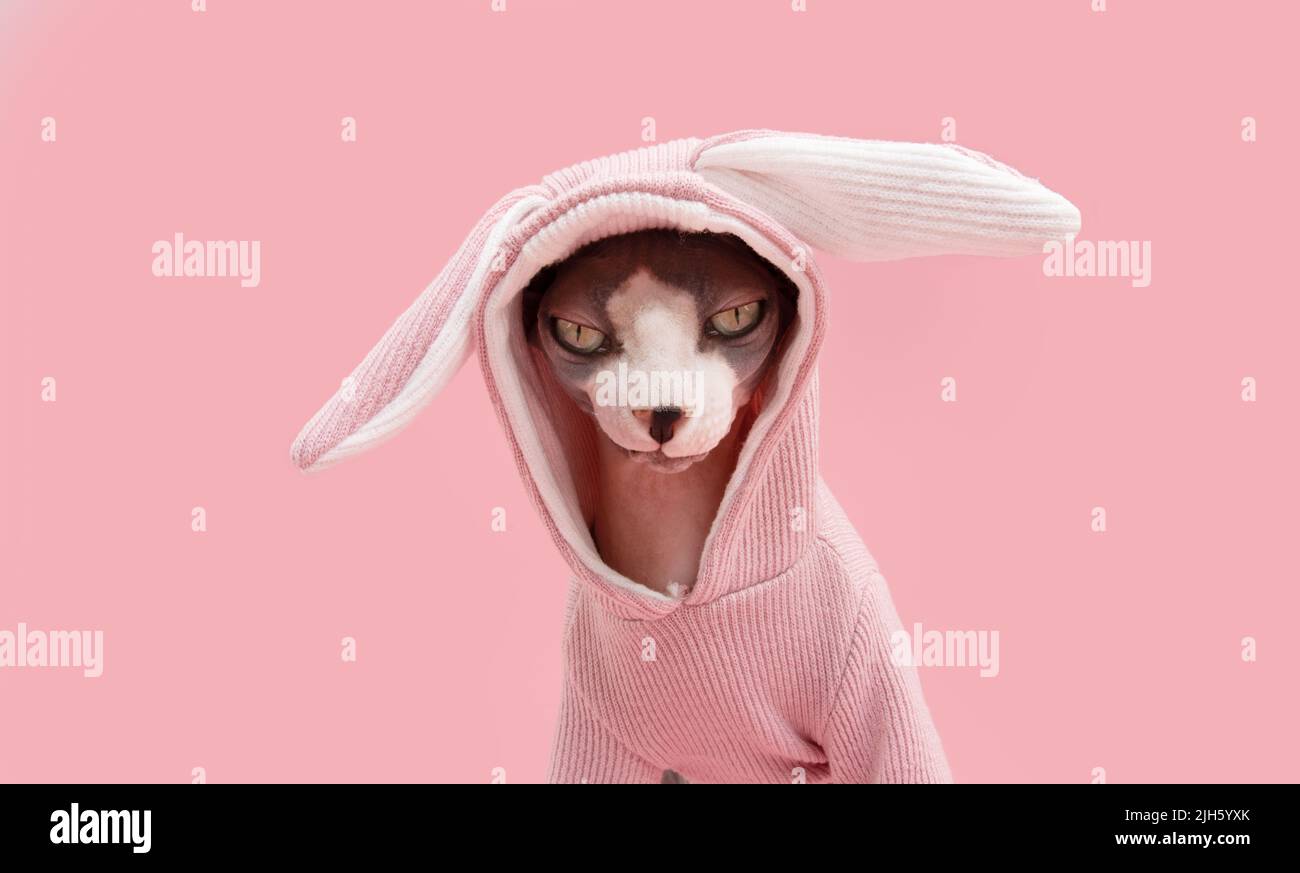 Cat wearing easter bunny costume hi res stock photography and