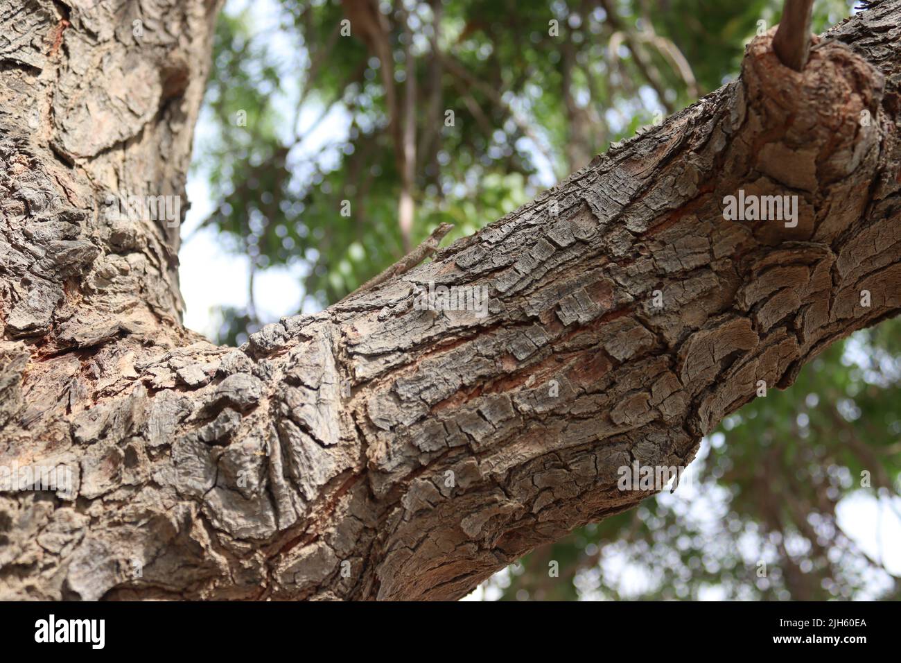 Pikist lizards, yellow, trees, tree bark, climbing, reptiles Stock