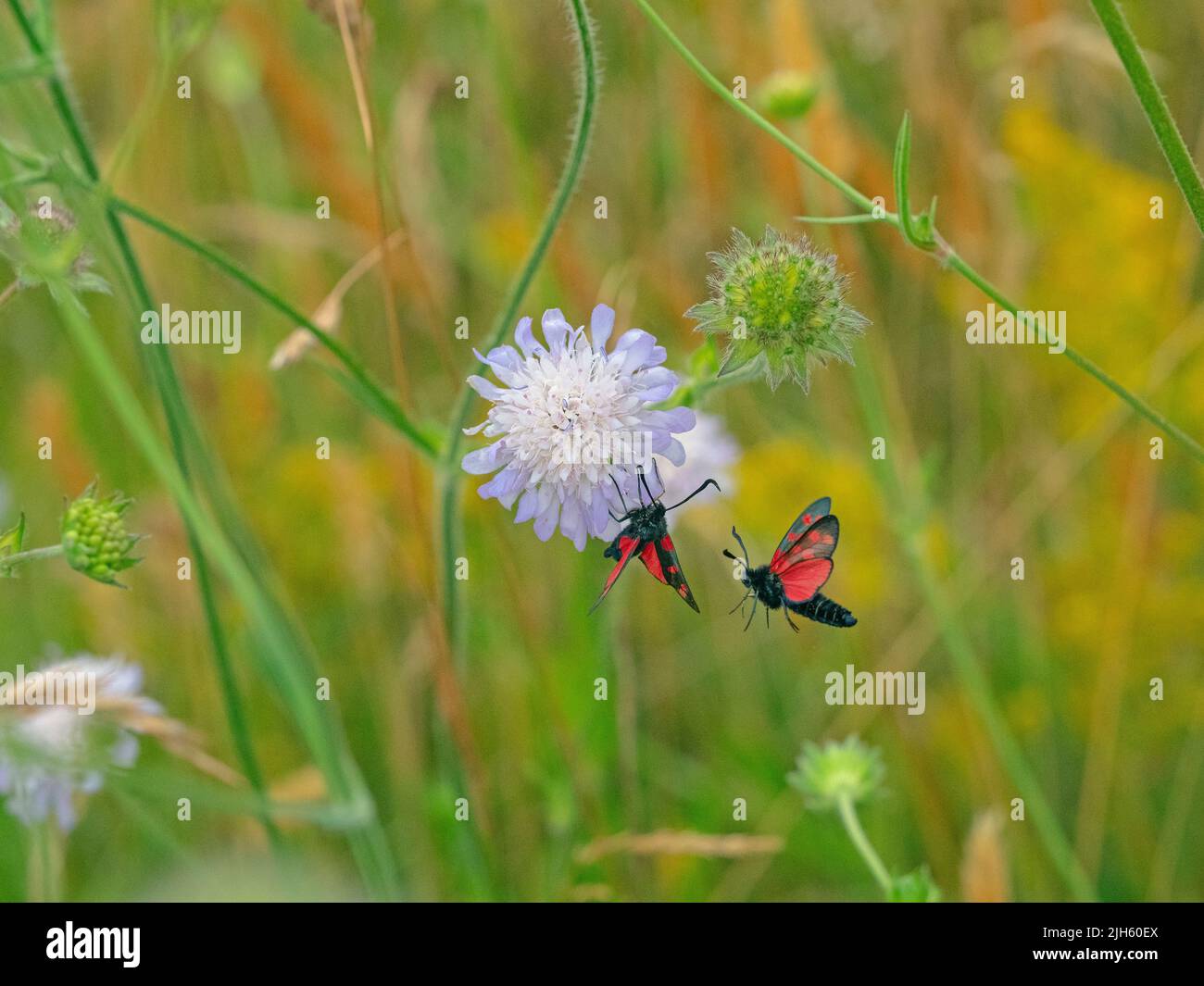 Five spot mating hires stock photography and images Alamy