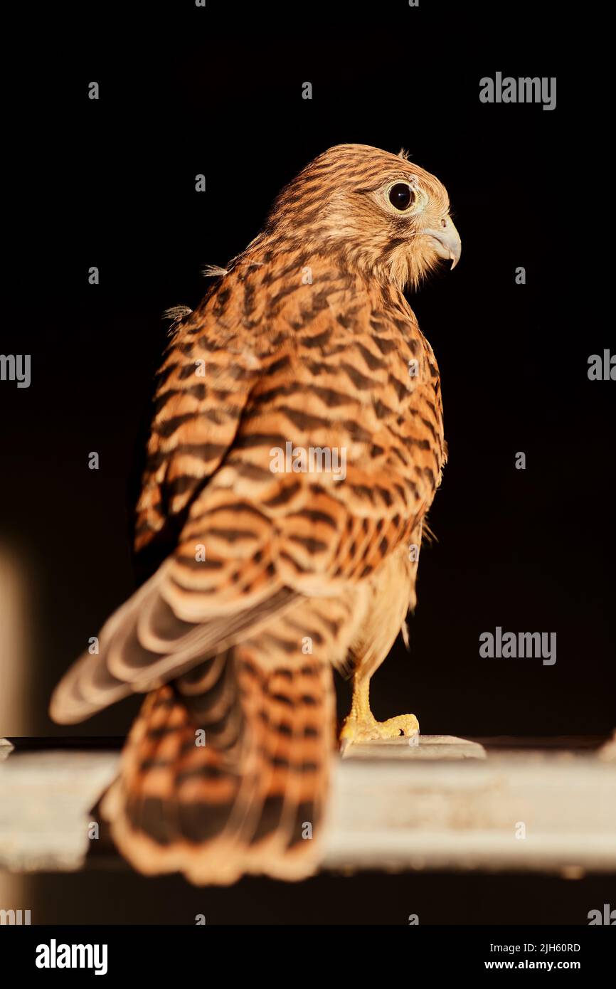 Close up view of a Cooper's hawk, Accipiter cooperii, on a black ...