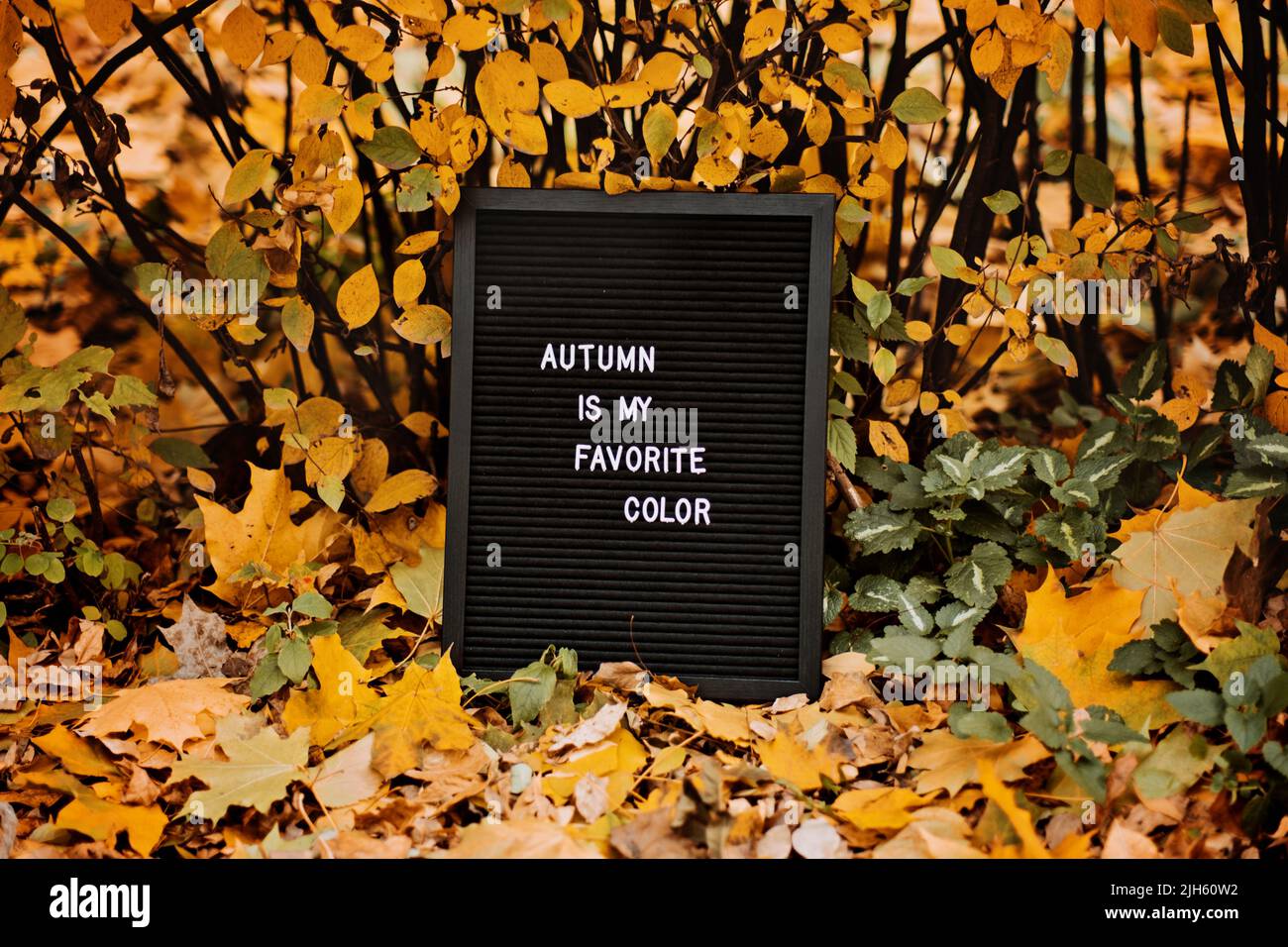 Letter message board with text Autumn is my favorite color. Autumn motivation quotes Stock Photo
