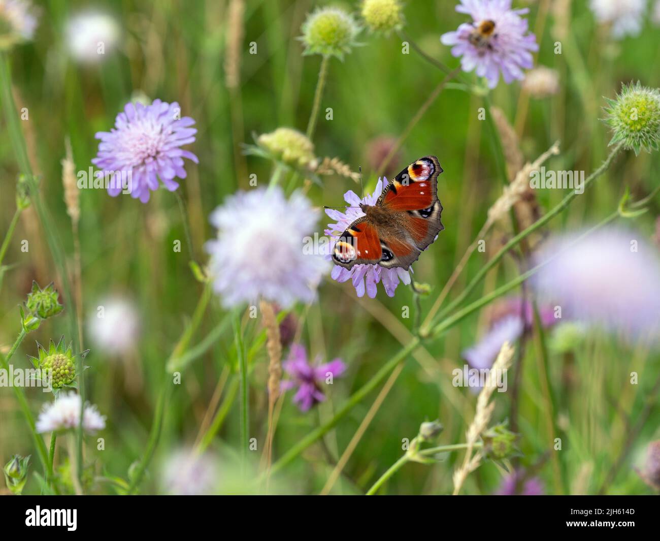 Peacock Butterflies Inachis io in wild flower meadow Stock Photo