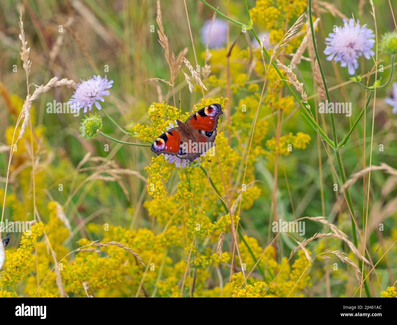 Peacock Butterflies Inachis io in wild flower meadow Stock Photo