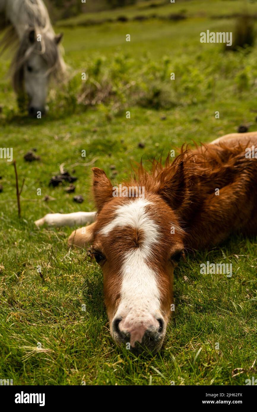 Cute little pony laying calmly on the grass and looking into the camera. Just couple days old horse enjoying a beautiful weather and having resting in Stock Photo