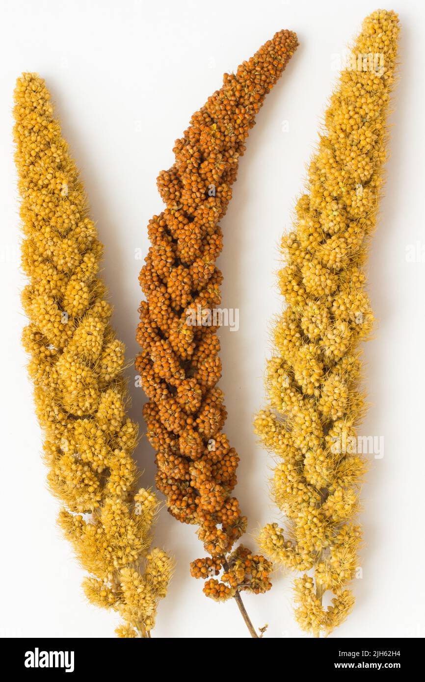 Two twig yellow millet and a sprig of yellow millet on a white background Stock Photo