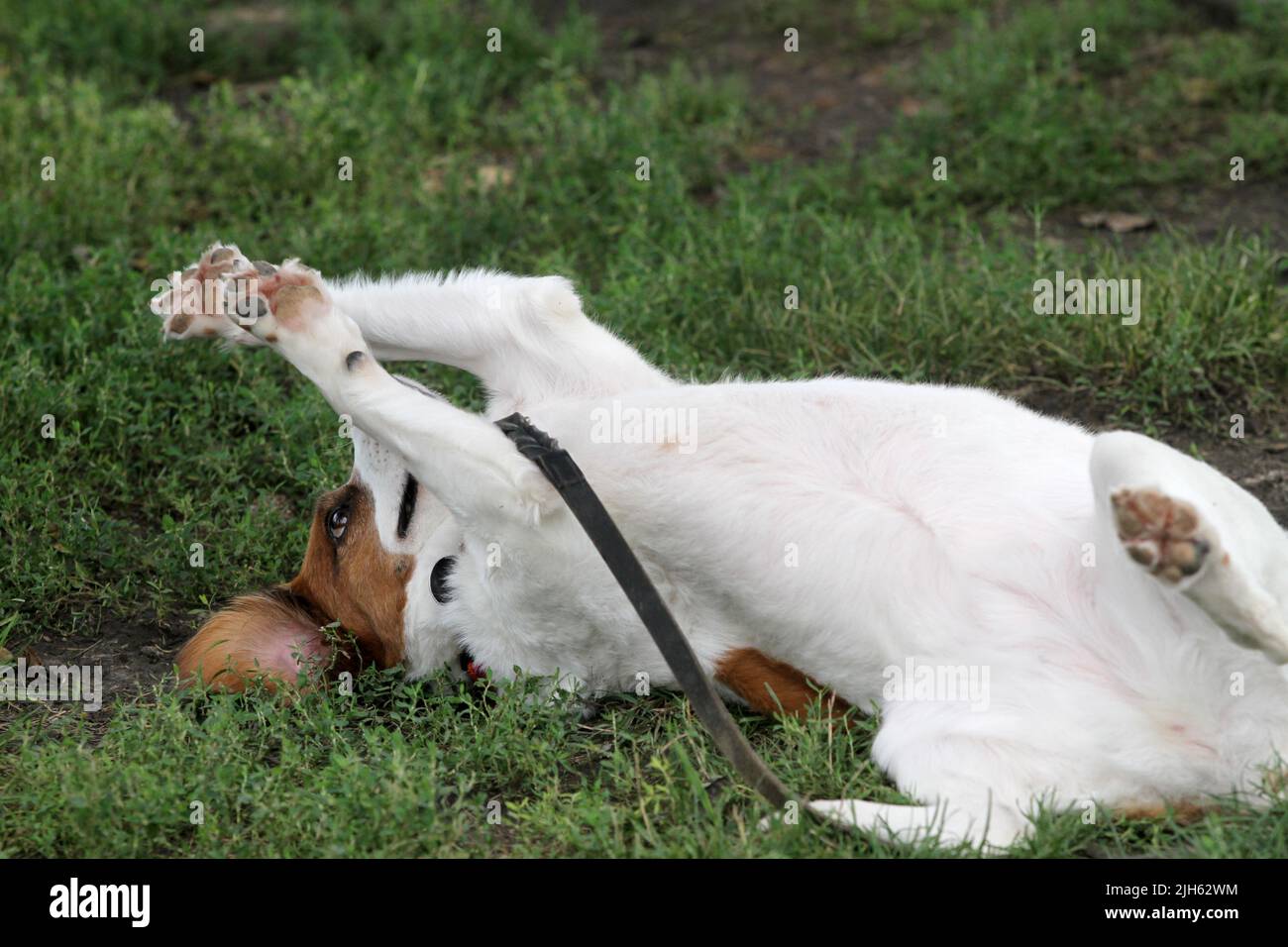 A playful dog rolls over in the grass Stock Photo Alamy