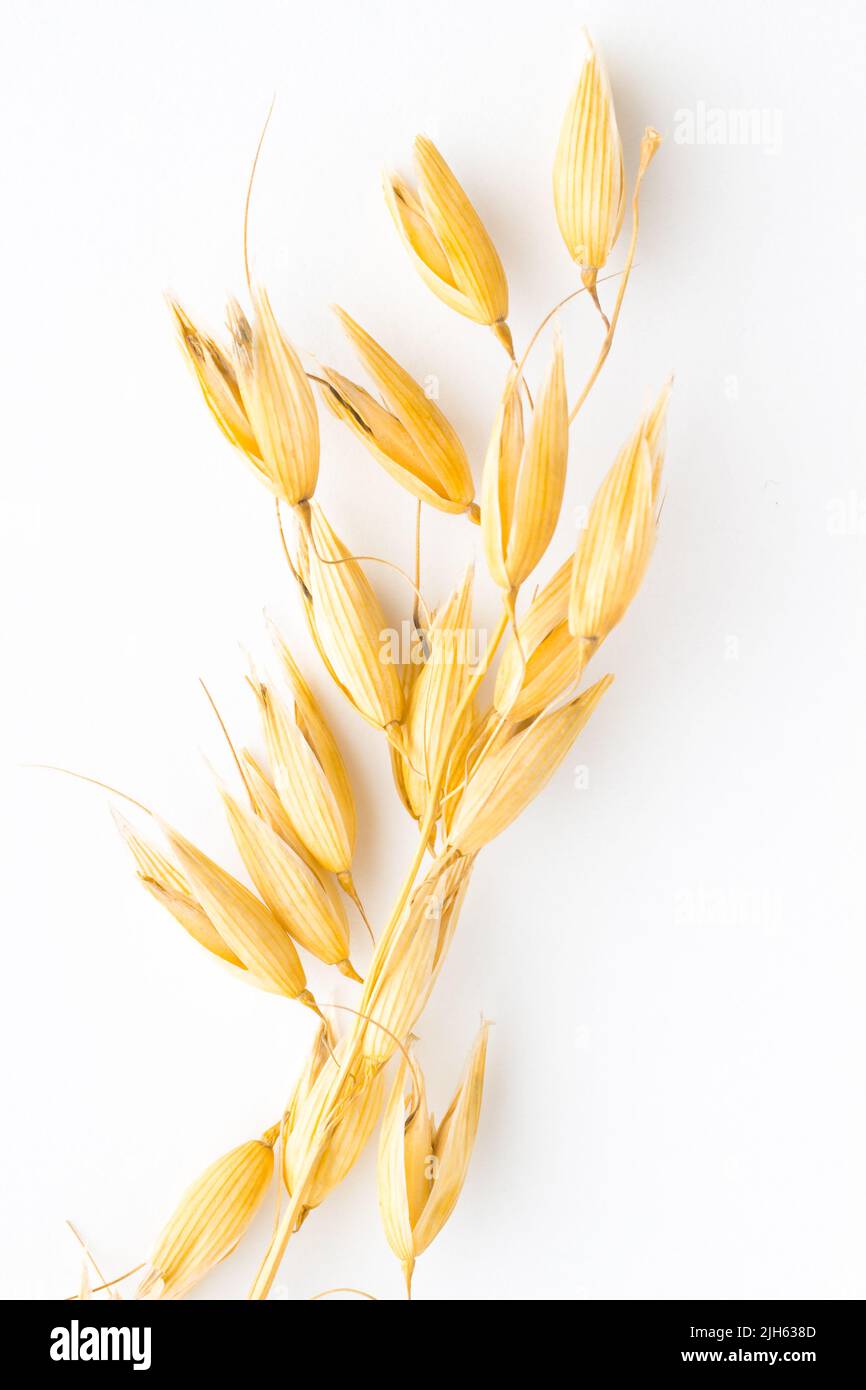 Twig of oats on a white background. Top view Stock Photo