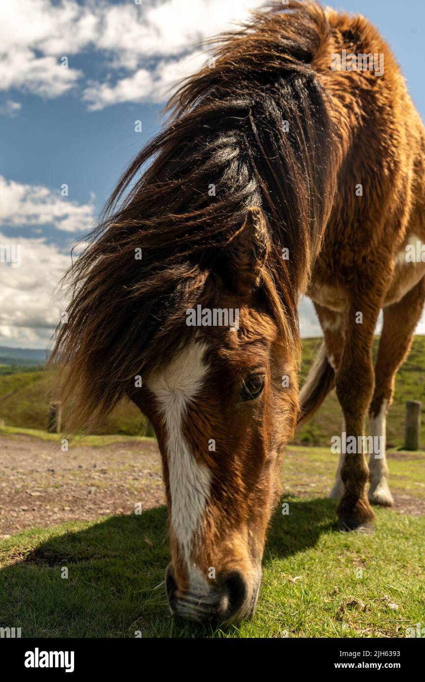 Wild horse eating grass seen from ground perspective with closeup on the head. Beautifful white and brown horse roaming freely in Shropsire hills. Stock Photo
