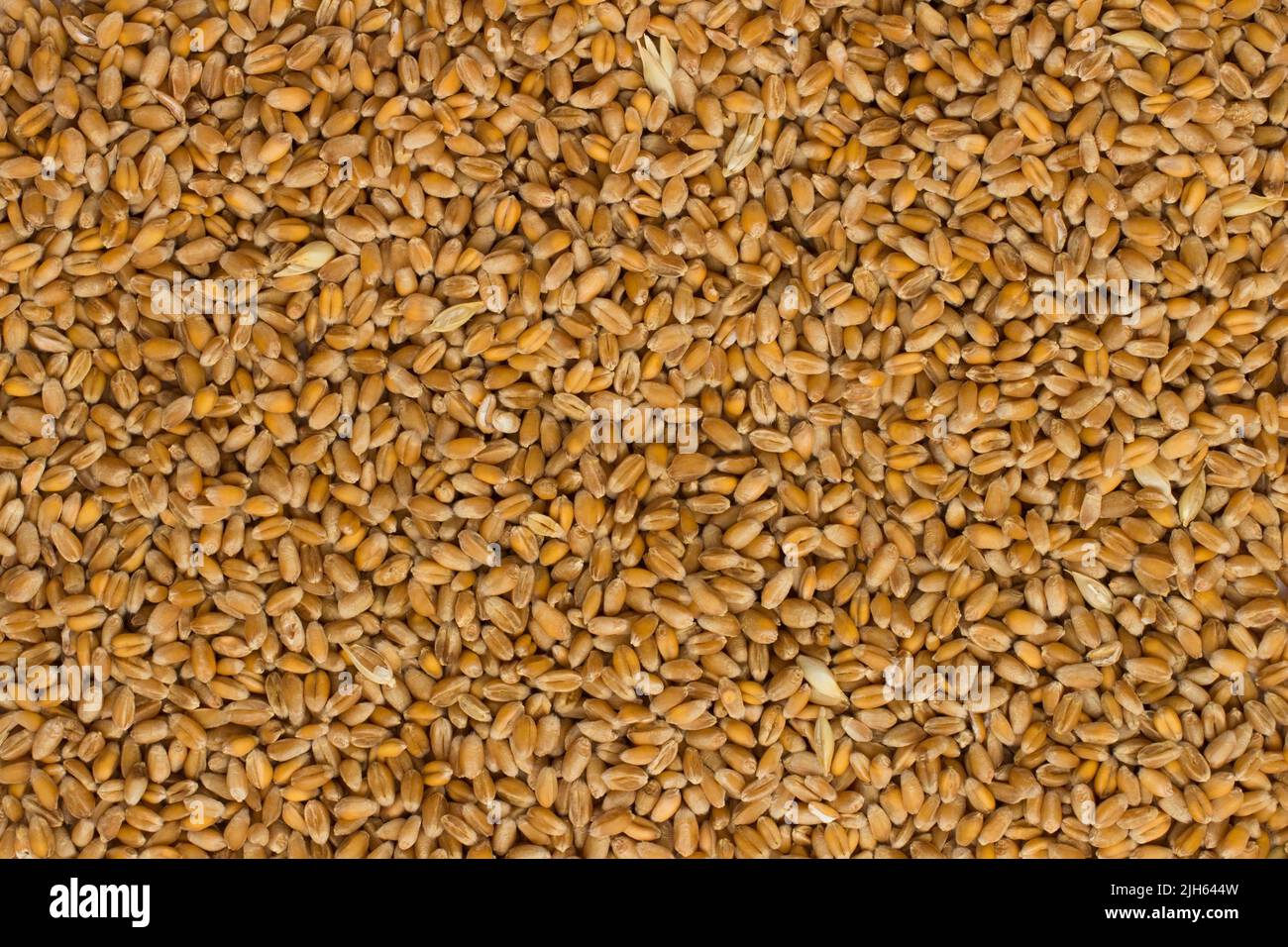 Wheat closeup Stock Photo