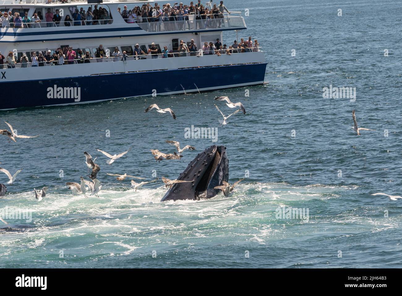 Provincetown, Massachusetts- July 7, 2022: A humpback whale surfaces next to a whale watching boat as it bubble-net feeds, off the coast of Cape Cod. Stock Photo