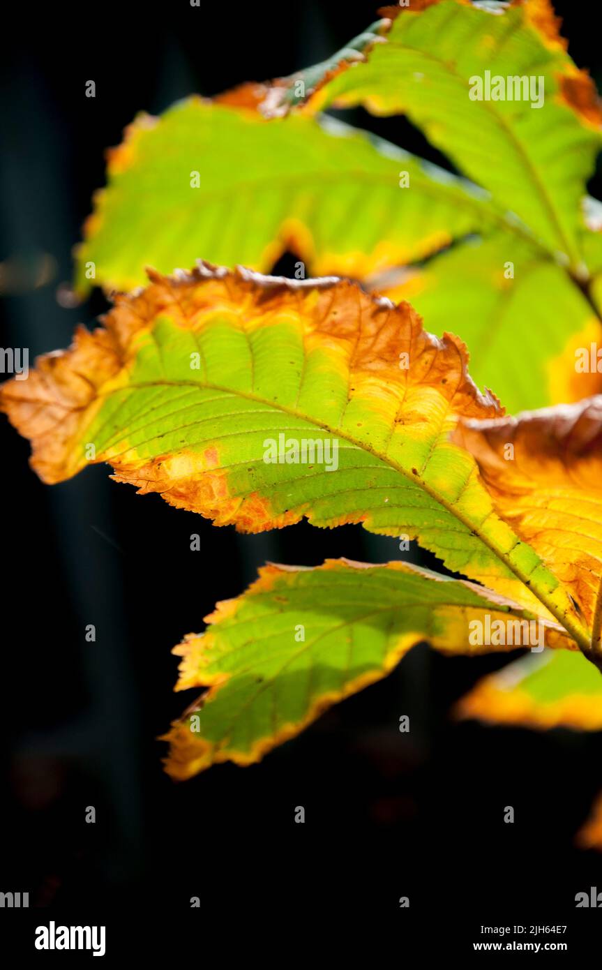 Autumn leaf colours Stock Photo