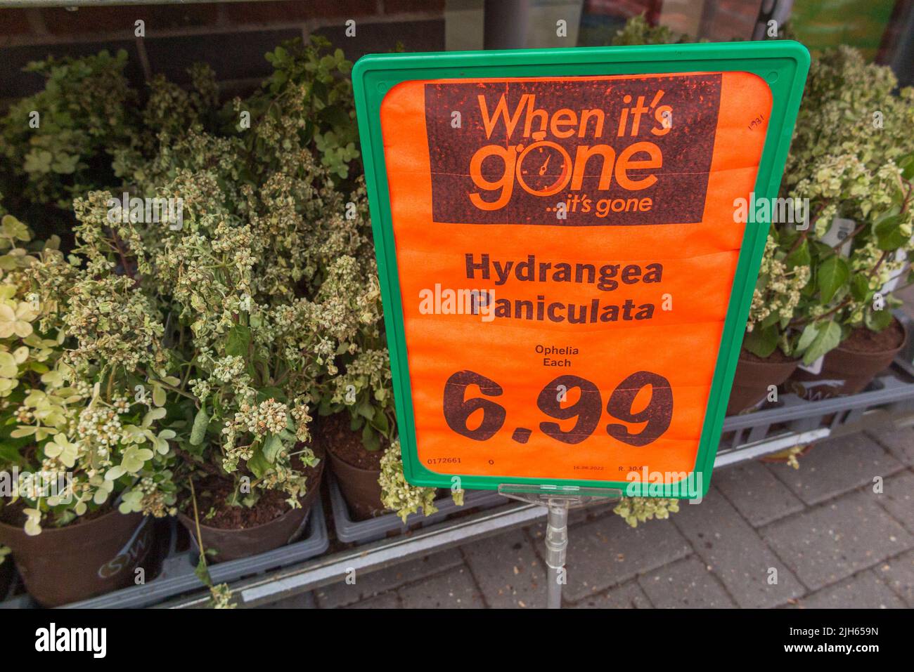 Flower / flowers / bedding plant for sale at lidl store DIY supermarket