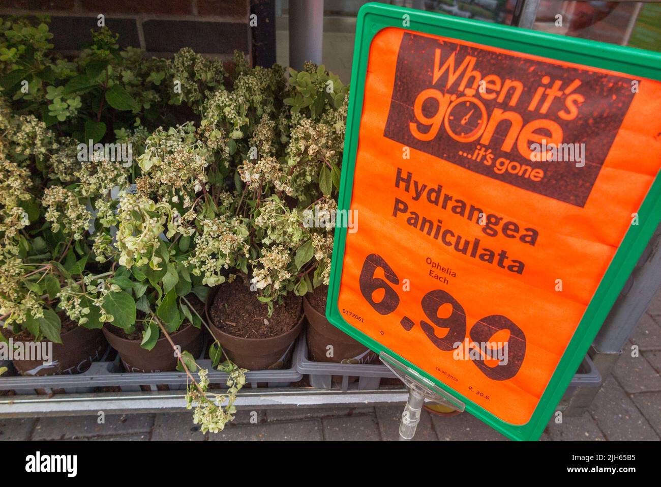 Flower / flowers / bedding plant for sale at lidl store DIY supermarket