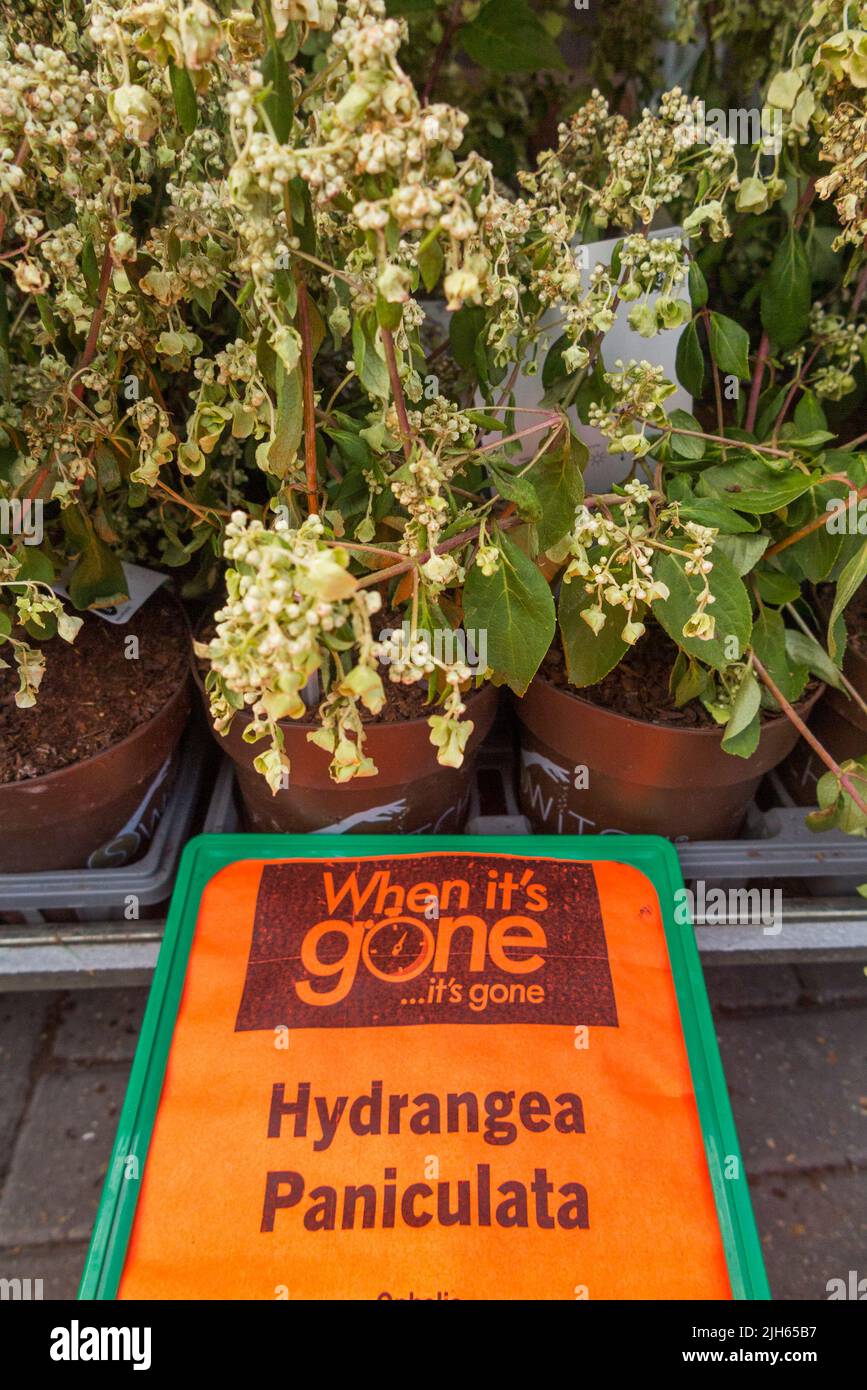 Flower / flowers / bedding plant for sale at lidl store DIY supermarket