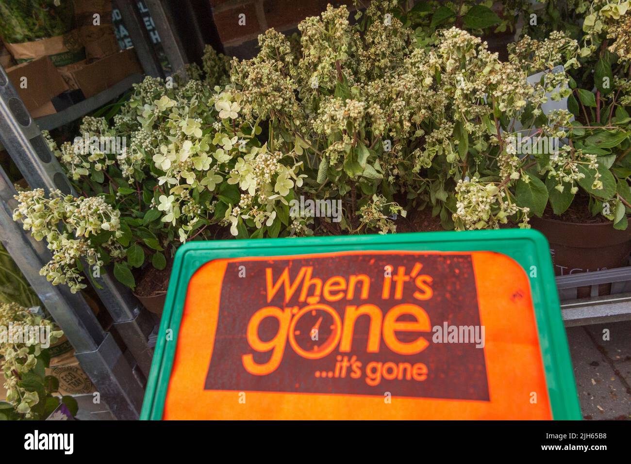 Flower / flowers / bedding plant for sale at lidl store DIY supermarket