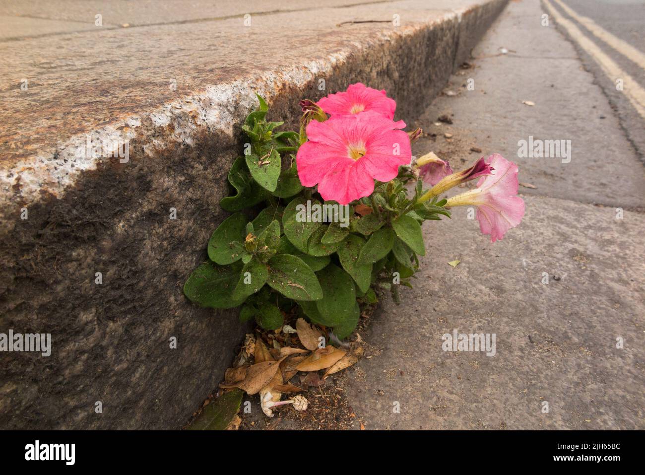 Self seeded pink Petunia bedding plant happily growing in the gutter with several lovely pink flowers. London UK. (131) Stock Photo
