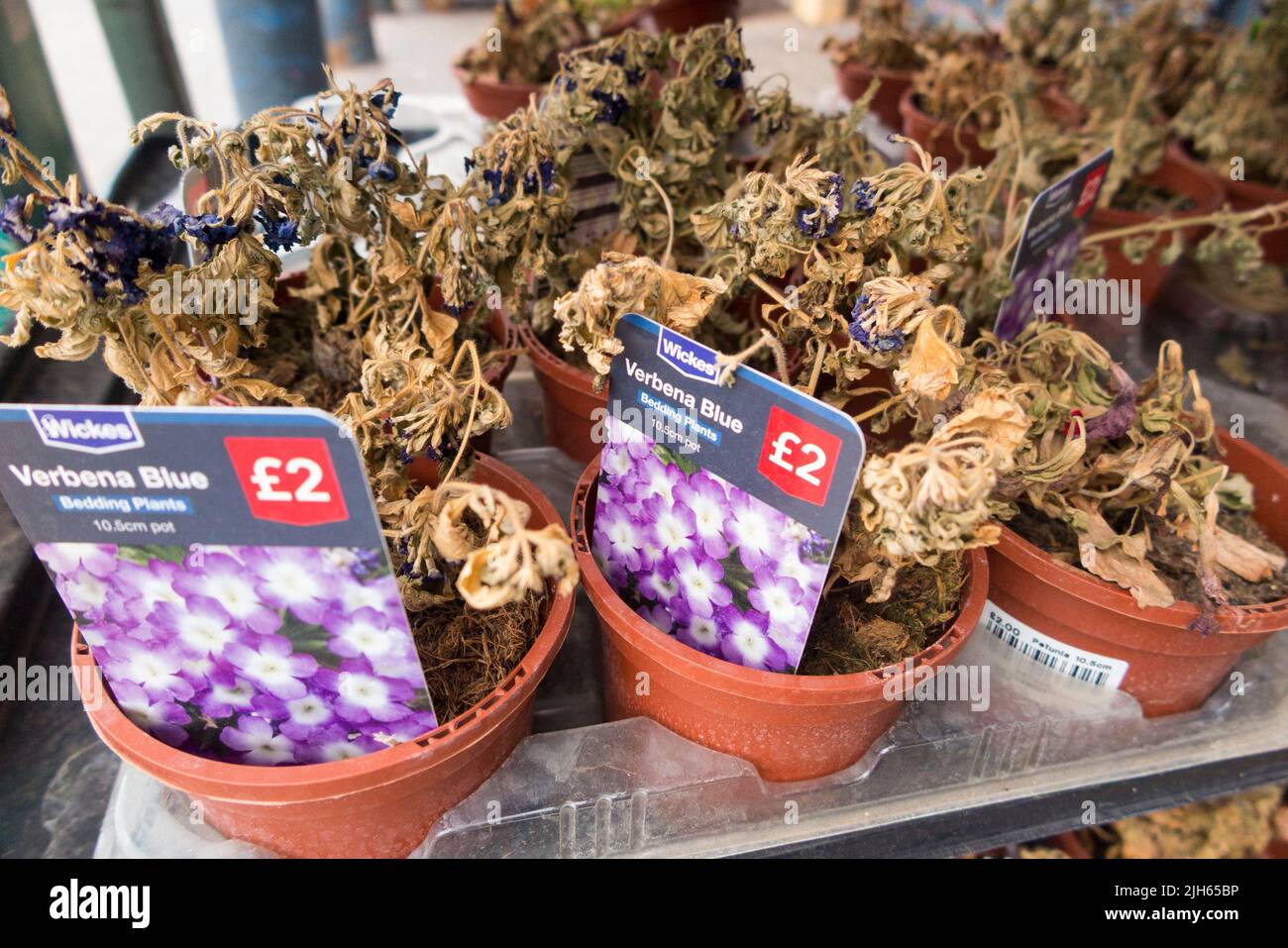 Flower / flowers / bedding plant for sale at Wickes DIY store supermarket. Wilted wilting plants are dying due to lack of care / watering / shortage of water. UK. (131) Stock Photo