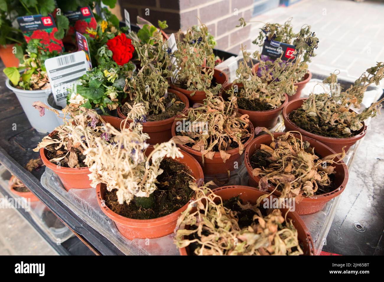 Dying flowers drought uk hires stock photography and images Alamy