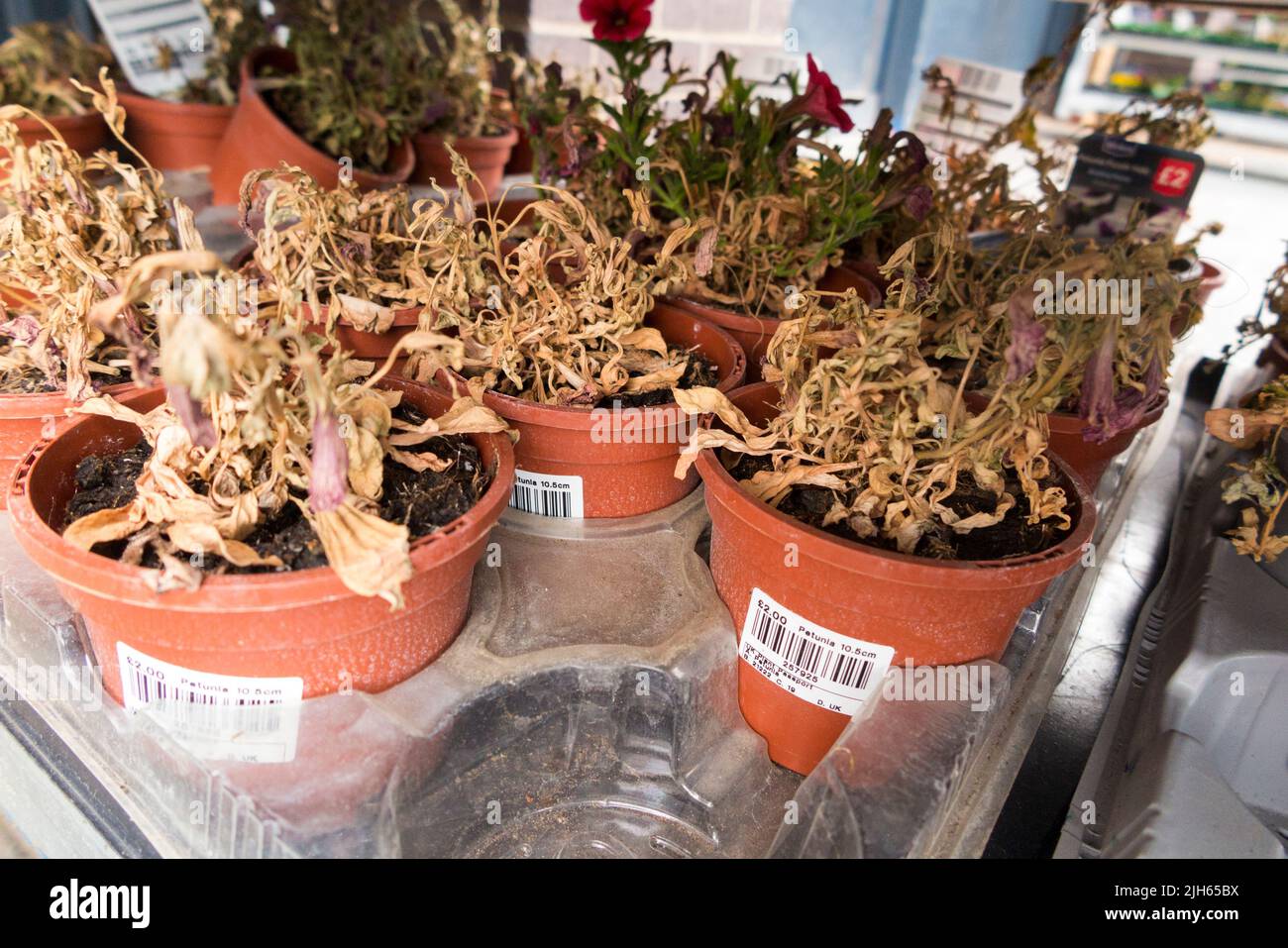Flower / flowers / bedding plant for sale at Wickes DIY store supermarket. Wilted wilting plants are dying due to lack of care / watering / shortage of water. UK. (131) Stock Photo