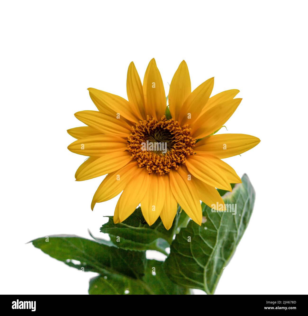 Sunflower isolated on white background Stock Photo - Alamy
