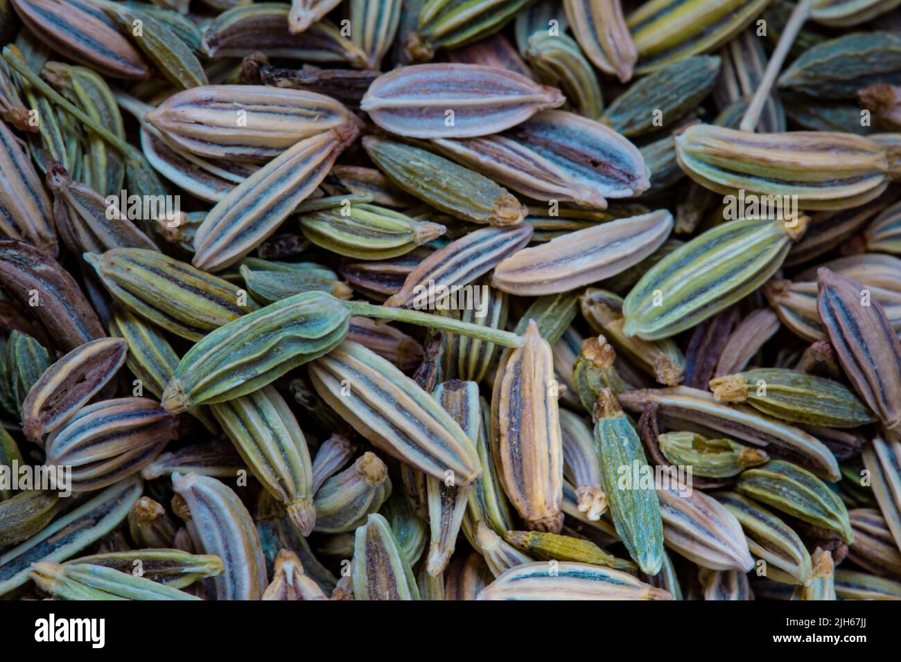 Fennel seeds in a bowl. Commonly used fennel spice in cuisines around