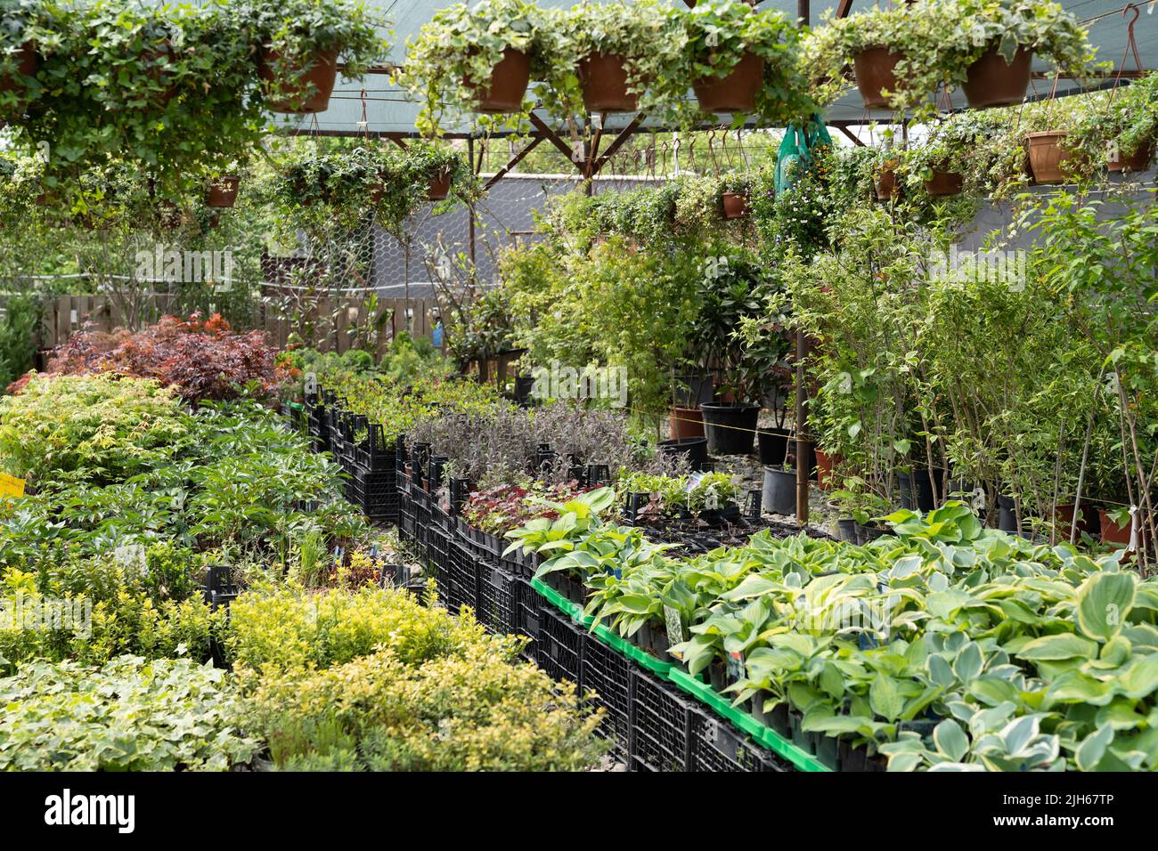 Showcase of plants shop with a lot of flowers for county house Stock Photo