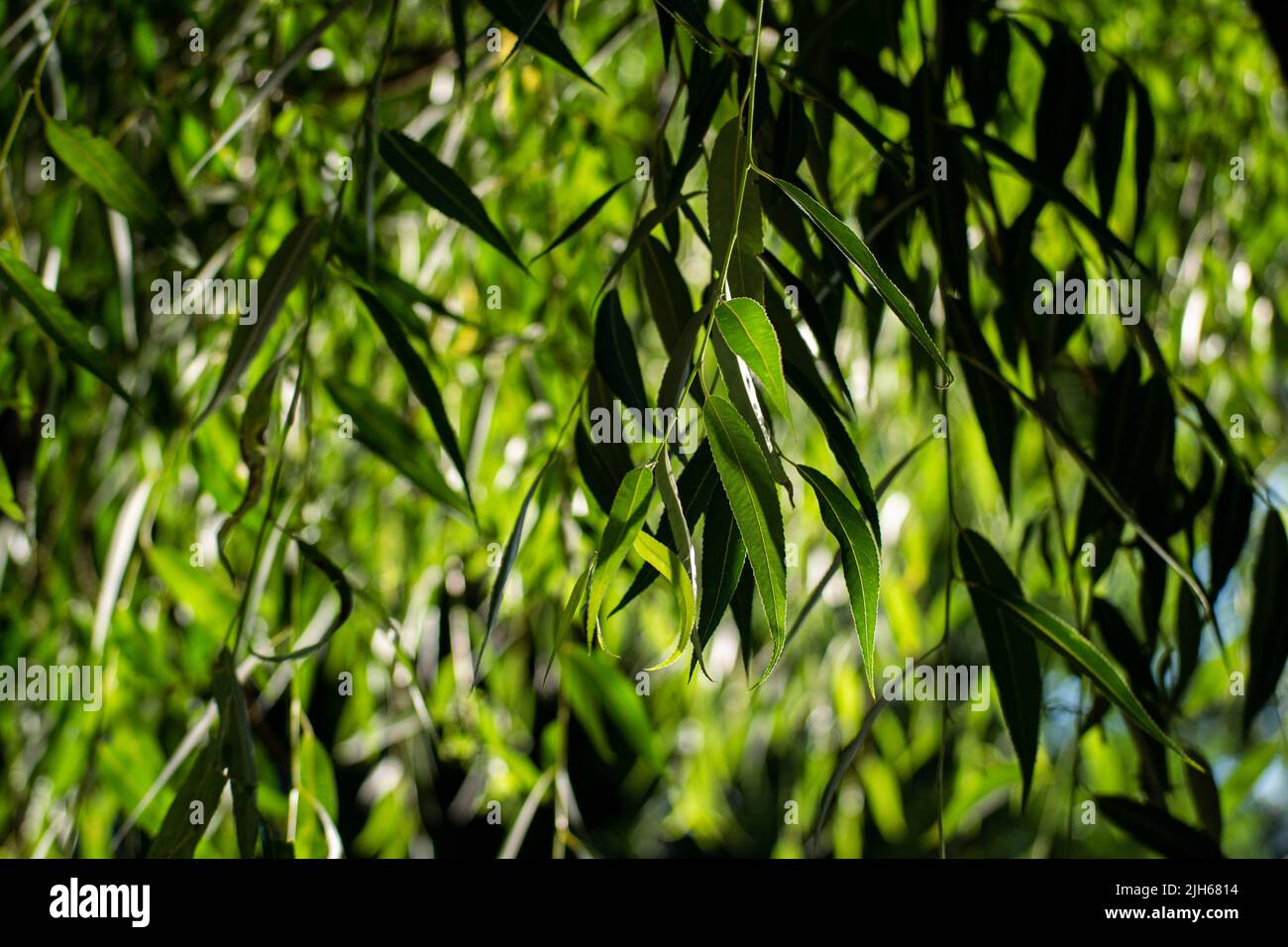 Willow tree leaves hi-res stock photography and images - Alamy